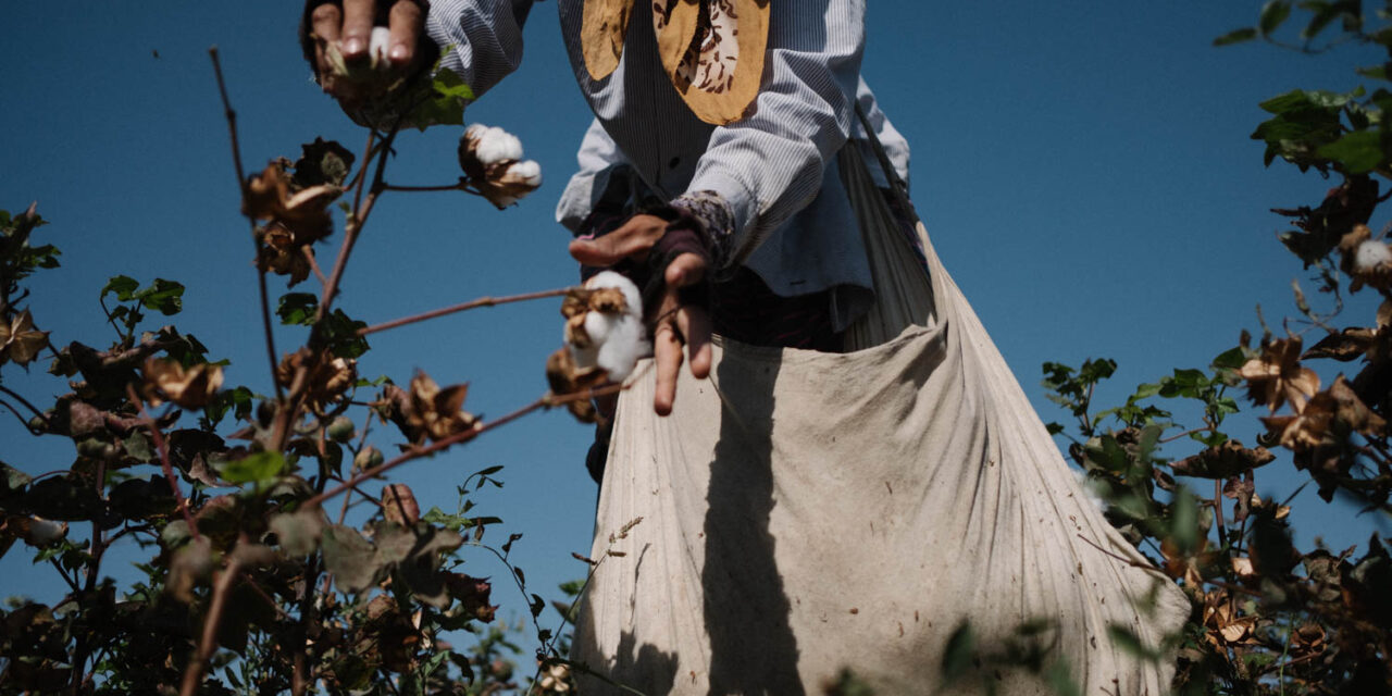 You are currently viewing «Reform” of cotton industry in Uzbekistan: backing the wrong horse?